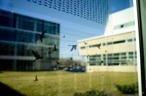 Bird Collision - Betsy Manning, Staff